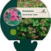Geranium macr. 'Czakor' Pot 9 cm
