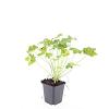 Geranium macr. 'Czakor' Pot 9 cm