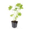 Geranium macr. 'Ingwersen's Var.' Pot 9 cm