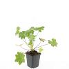 Geranium macr. 'Ingwersen's Var.' Pot 9 cm