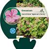 Geranium macr. 'Ingwersen's Var.' Pot 9 cm