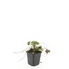 Geranium macr. 'Ingwersen's Var.' Pot 9 cm