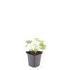 Geranium macr. 'Spessart' Pot 9 cm