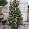 Camellia japonica Pot 110 liter 200 - 250 cm