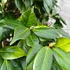 Camellia japonica Pot 110 liter 200 - 250 cm