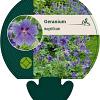 Geranium magnificum Pot 9 cm