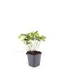 Geranium nodosum Pot 9 cm
