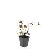 Geranium nodosum Pot 9 cm