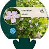 Geranium nodosum Pot 9 cm