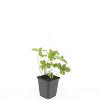 Geranium nodosum Pot 9 cm