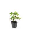 Geranium nodosum Pot 9 cm
