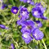 Geranium 'Orion' Pot 9 cm