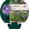Geranium 'Orion' Pot 9 cm