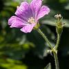 Geranium ox. 'Claridge Druce' Pot 9 cm