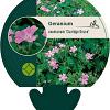 Geranium ox. 'Claridge Druce' Pot 9 cm