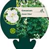 Geranium ph. 'Album' Pot 9 cm