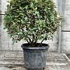 Elaeagnus ebb. 'Compacta' Bolvorm 60-70 cm