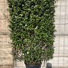 Elaeagnus ebb. 'Compacta' Scherm 130x200 (BxH)