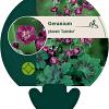 Geranium ph. 'Samobor' Pot 9 cm
