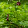 Geranium ph. 'Samobor' Pot 9 cm