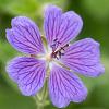 Geranium 'Philippe Vapelle' Pot 9 cm