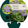 Geranium 'Philippe Vapelle' Pot 9 cm
