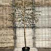 Fagus sylvatica stam 150 cm Leivorm
