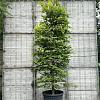 Fagus sylvatica Pot 150 liter 250 - 300 cm