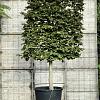 Fagus syl. 'Atropunicea' Stam 130 cm (Stamomtrek 25-30 cm) Leivorm 150x200 (BxH) 