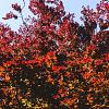 Fagus syl. 'Atropunicea' Stam 130 cm (Stamomtrek 25-30 cm) Leivorm 150x200 (BxH) 