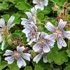 Geranium renardii Pot 9 cm