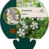 Geranium renardii Pot 9 cm