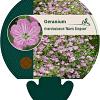 Geranium rivers. 'Mavis Simpson' Pot 9 cm