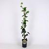 Hedera hibernica Pot 2 Liter80 - 100 cm