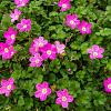 Geranium rivers. 'Russell Prichard' Pot 9 cm