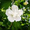 Hibiscus s. 'White Pillar' Pot 110 liter 200 - 250 cm