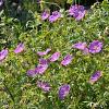 Geranium sanguineum Pot 9 cm