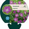 Geranium sanguineum Pot 9 cm