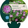 Geranium sang. 'Max Frei' Pot 9 cm