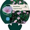 Geranium sanguineum striatum Pot 9 cm