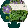 Geranium sylv. 'Mayflower' Pot 9 cm