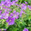 Geranium sylv. 'Mayflower' Pot 9 cm