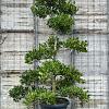 Ilex 'Nellie R. Stevens' Pot 150 liter 250 - 300 cm Pon-Ponvorm