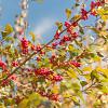 Ilex vert. Magical Berry Pot 18 liter 100 - 125 cm