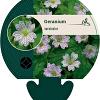 Geranium versicolor Pot 9 cm
