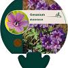 Geranium wlassovianum Pot 9 cm