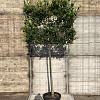 Ligustrum j. 'Texanum' stam 150 cm Leivorm 120x100 (BxH)  ijzer frame