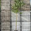 Liquidambar styraciflua Hoogstam (Stamomtrek 10-12 cm)
