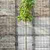 Liquidambar styraciflua Hoogstam (Stamomtrek 12-14 cm)
