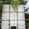 Liquidambar styraciflua Hoogstam (Stamomtrek 16-18 cm)